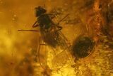 Fossil Spider Exuviae and Four Flies in Baltic Amber #166264-3
